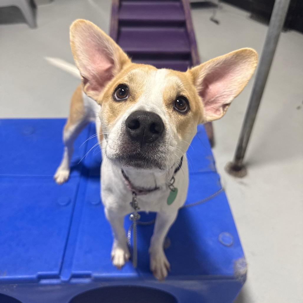 Miles, a Adoptable Mixed Breed in Portland, OR image 2/3
