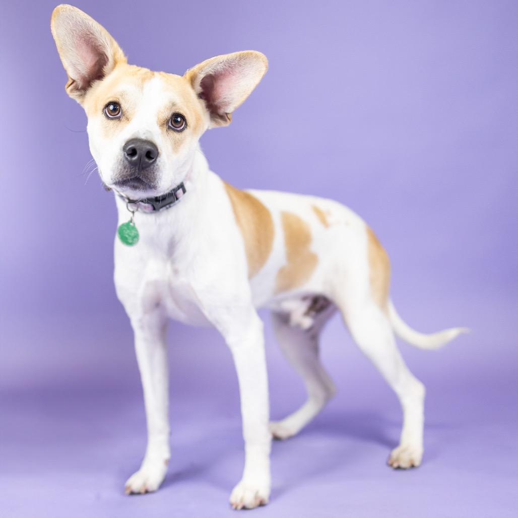 Miles, a Adoptable Mixed Breed in Portland, OR image 3/3