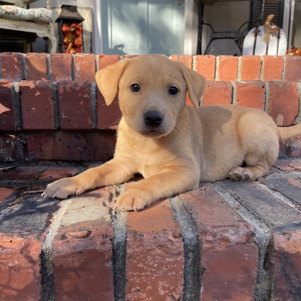 Ursula, a Adoptable mixed breed in Cordova, TN image 1/5