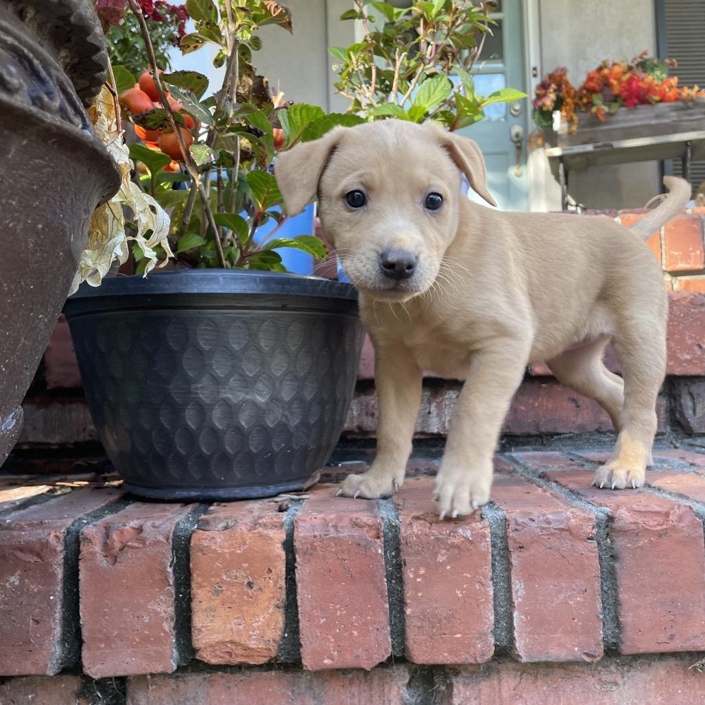 Ursula, a Adoptable mixed breed in Cordova, TN image 2/5