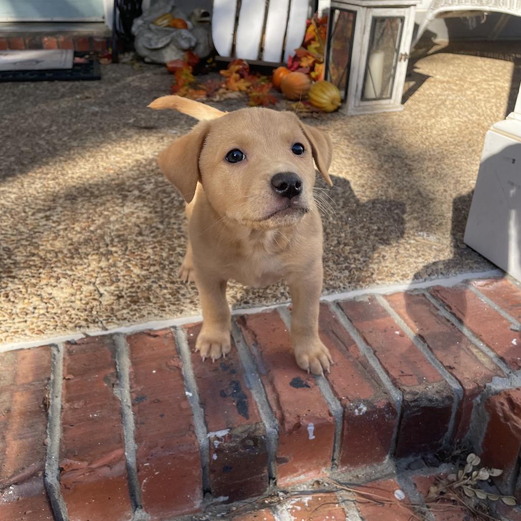 Ursula, a Adoptable mixed breed in Cordova, TN image 3/5