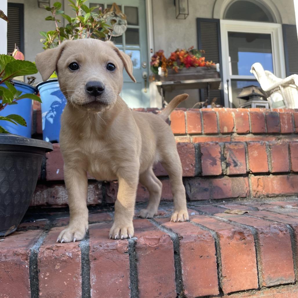 Ursula, a Adoptable mixed breed in Cordova, TN image 4/5