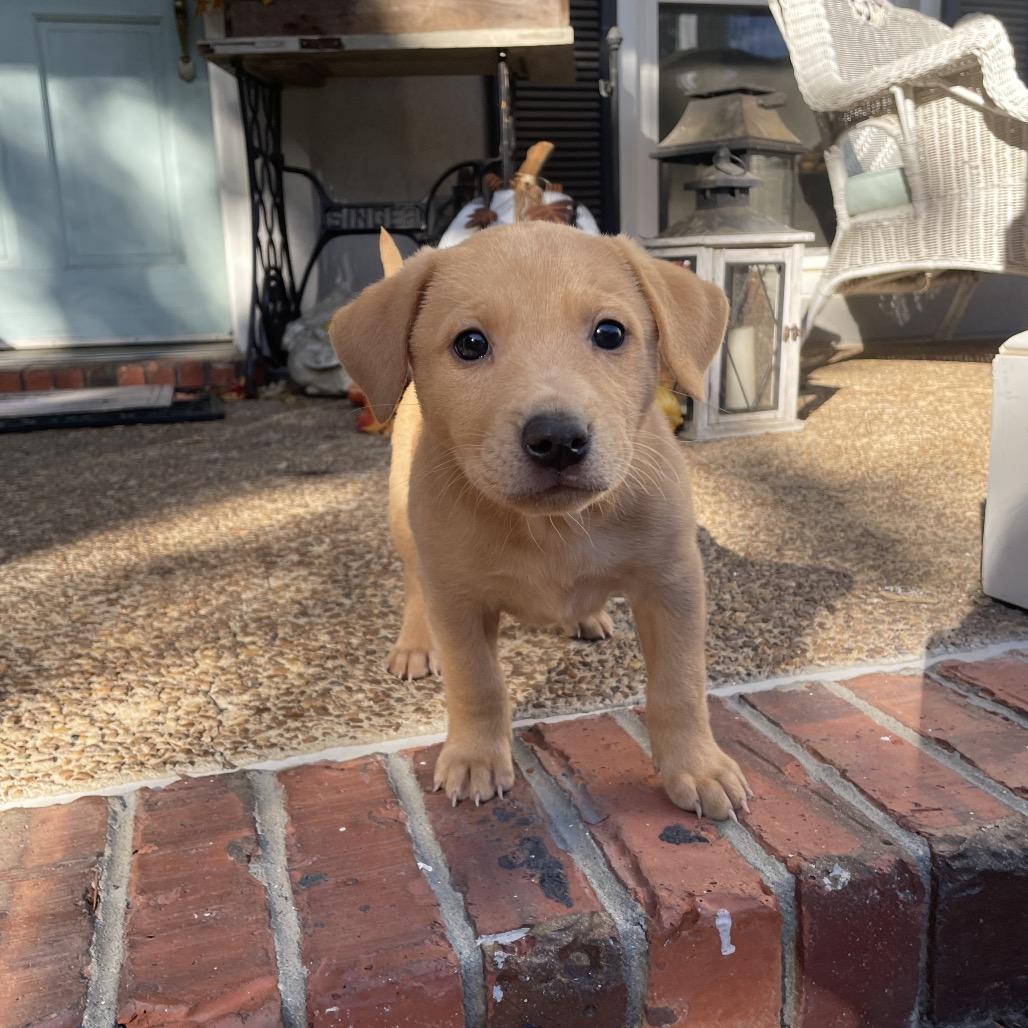 Ursula, a Adoptable mixed breed in Cordova, TN image 5/5