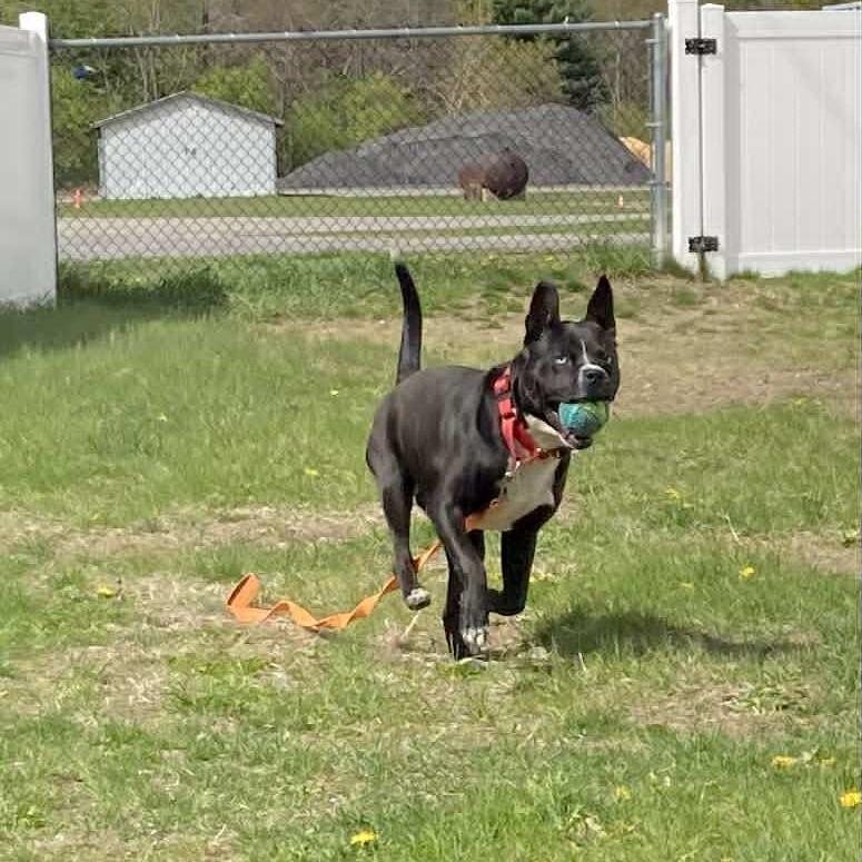 Baila, Adoptable, Adult Female Mixed Breed.
