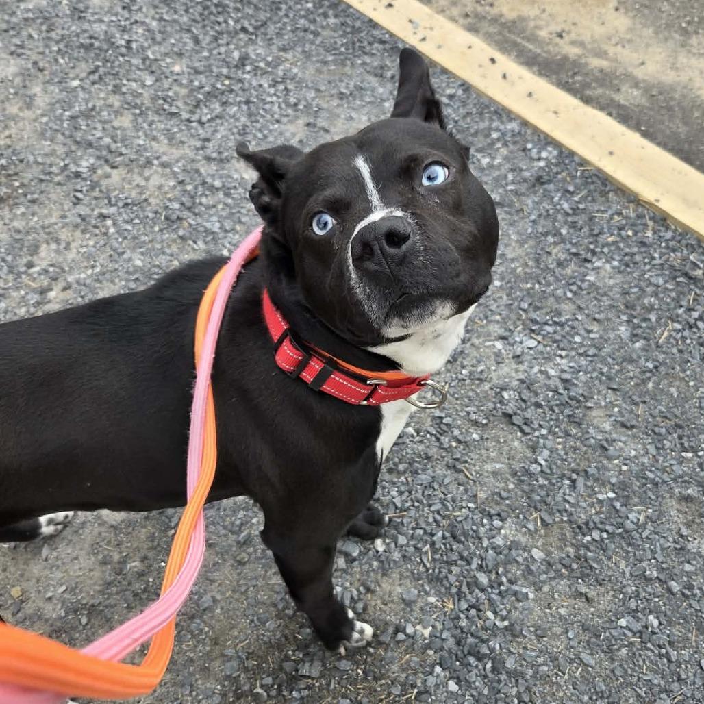 Enlarge Baila, a Adoptable Mixed Breed in Ballston Spa, NY image 1/5