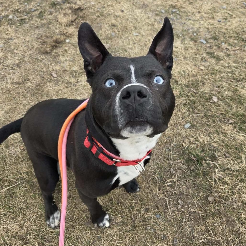 Enlarge Baila, a Adoptable Mixed Breed in Ballston Spa, NY image 2/5