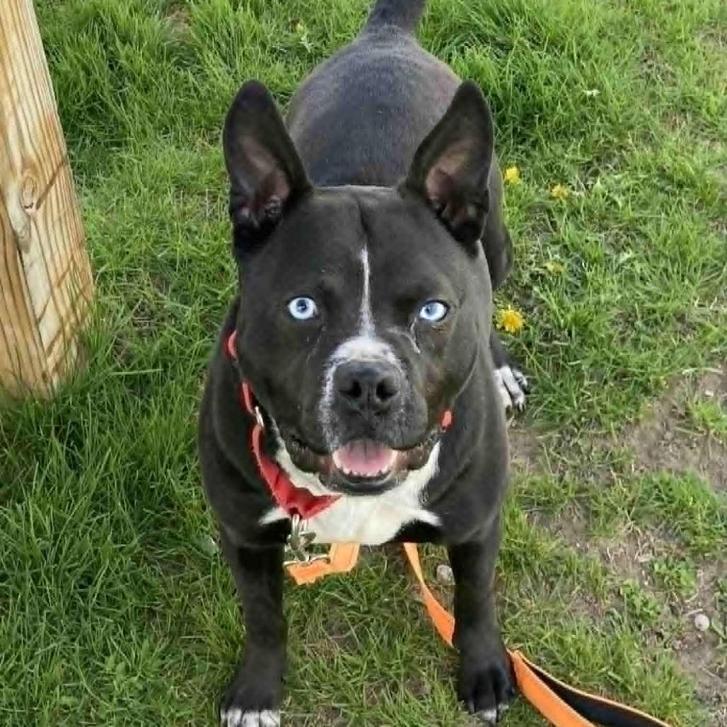 Enlarge Baila, a Adoptable Mixed Breed in Ballston Spa, NY image 3/6