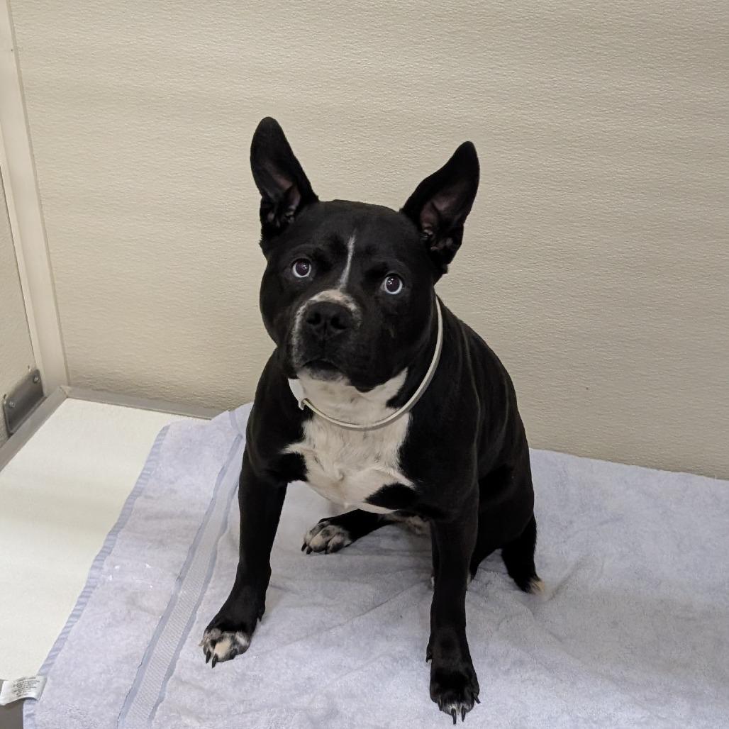 Enlarge Baila, a Adoptable Mixed Breed in Ballston Spa, NY image 5/5