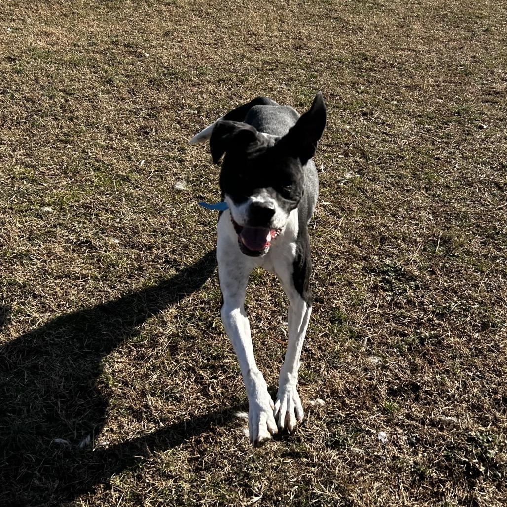 Rambo, Adoptable, Senior Male Mixed Breed.