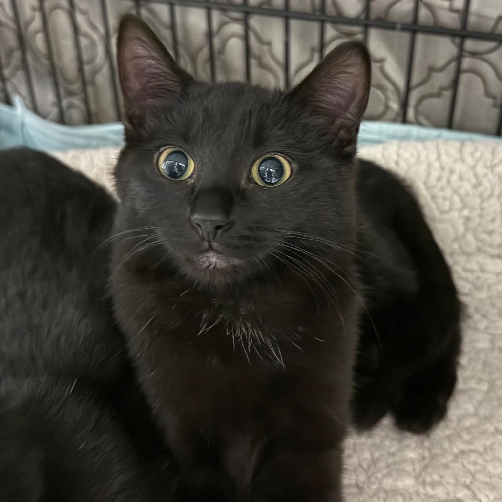 Duncan, Adoptable, Kitten Male Domestic Short Hair.