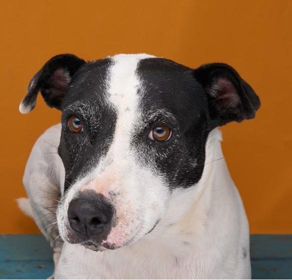 Mica, a Adoptable American Staffordshire Terrier in Sullivan City, TX image 1/2