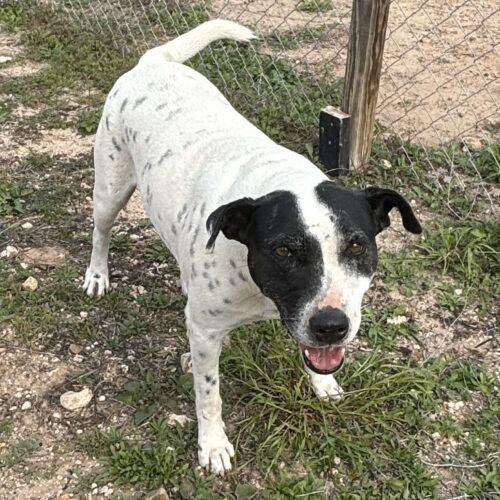 Mica, a Adoptable American Staffordshire Terrier in Sullivan City, TX image 2/2