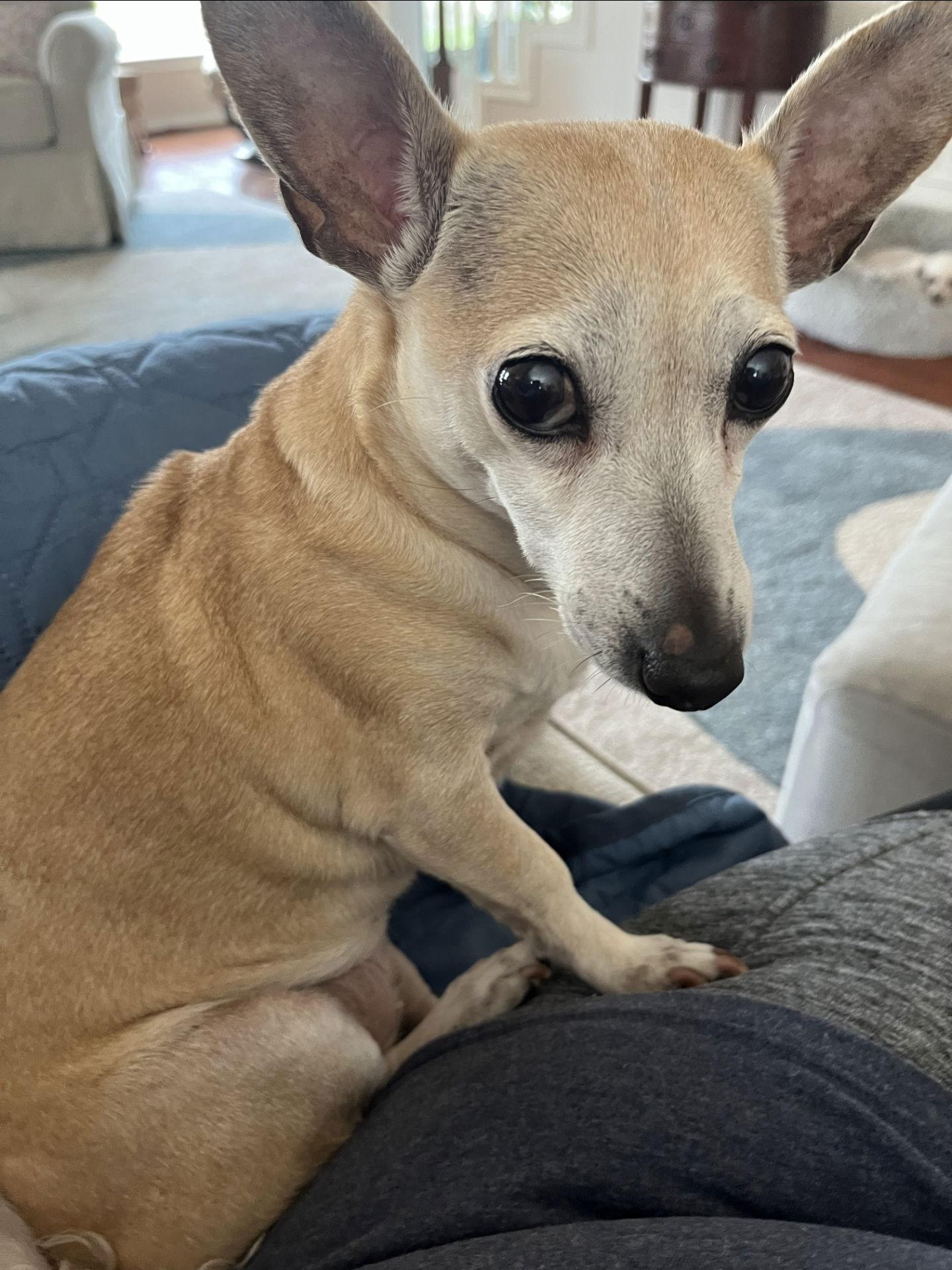 Pandora, Adoptable, Adult Female Chihuahua.