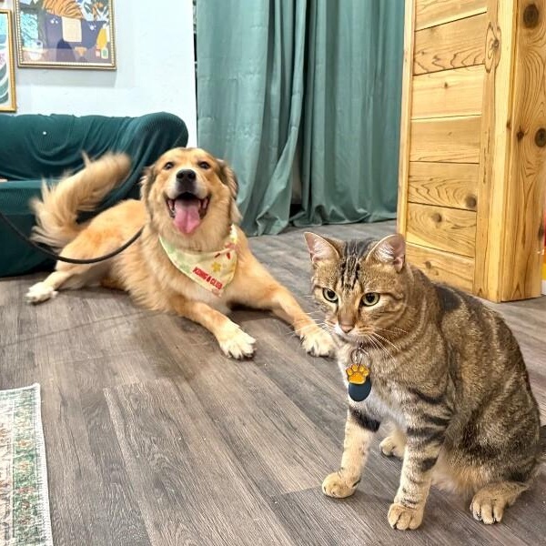 Reggie Golden Teddie — thumbnail 4