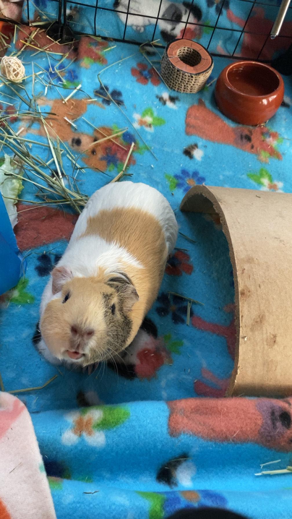 S'mores, Adult Female Guinea Pig