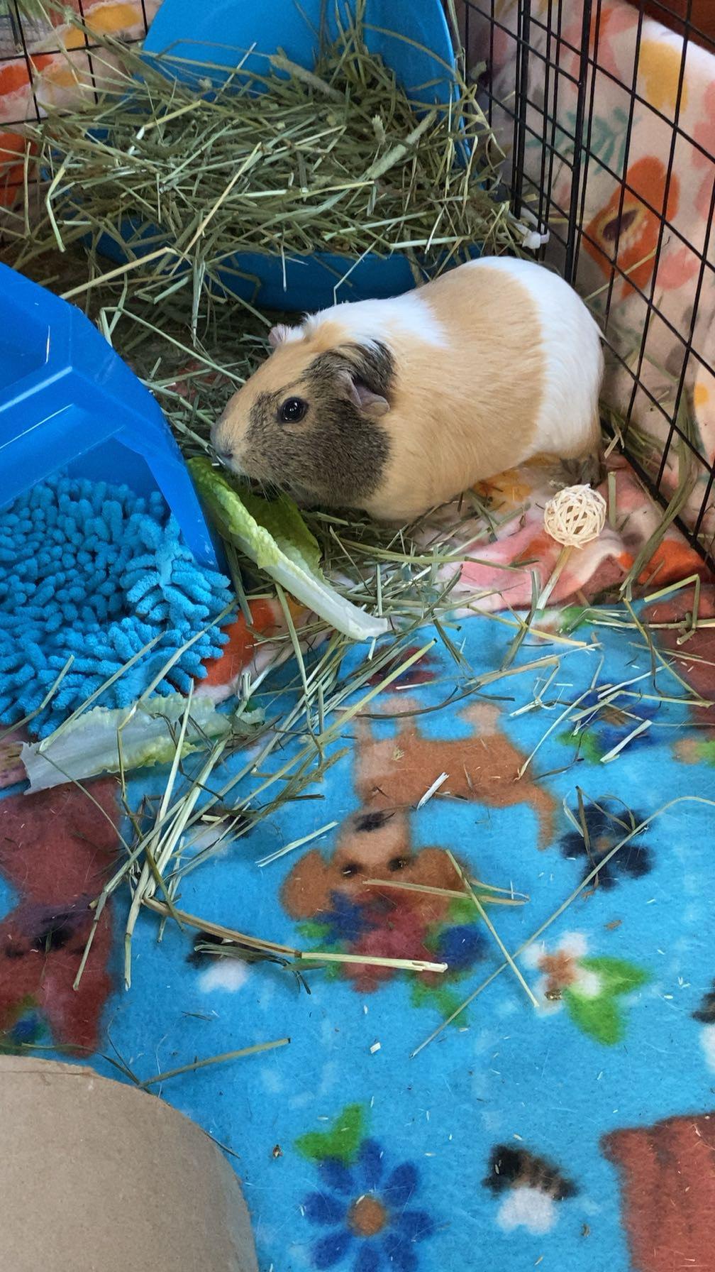 S'mores photo 6