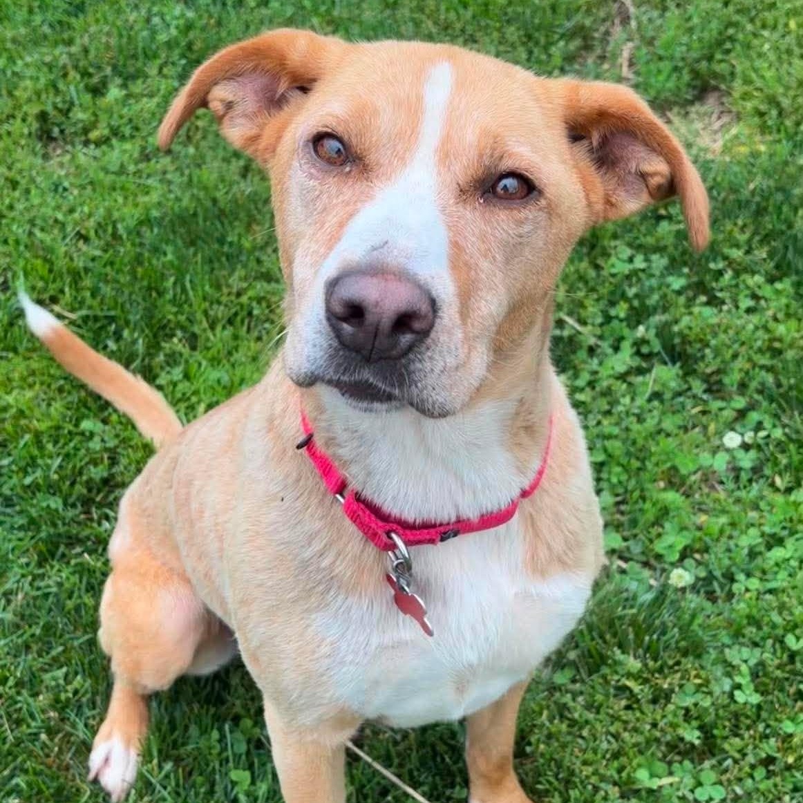 Enlarge Cora, a ADOPTABLE Labrador Retriever in Valparaiso, IN image 1/1