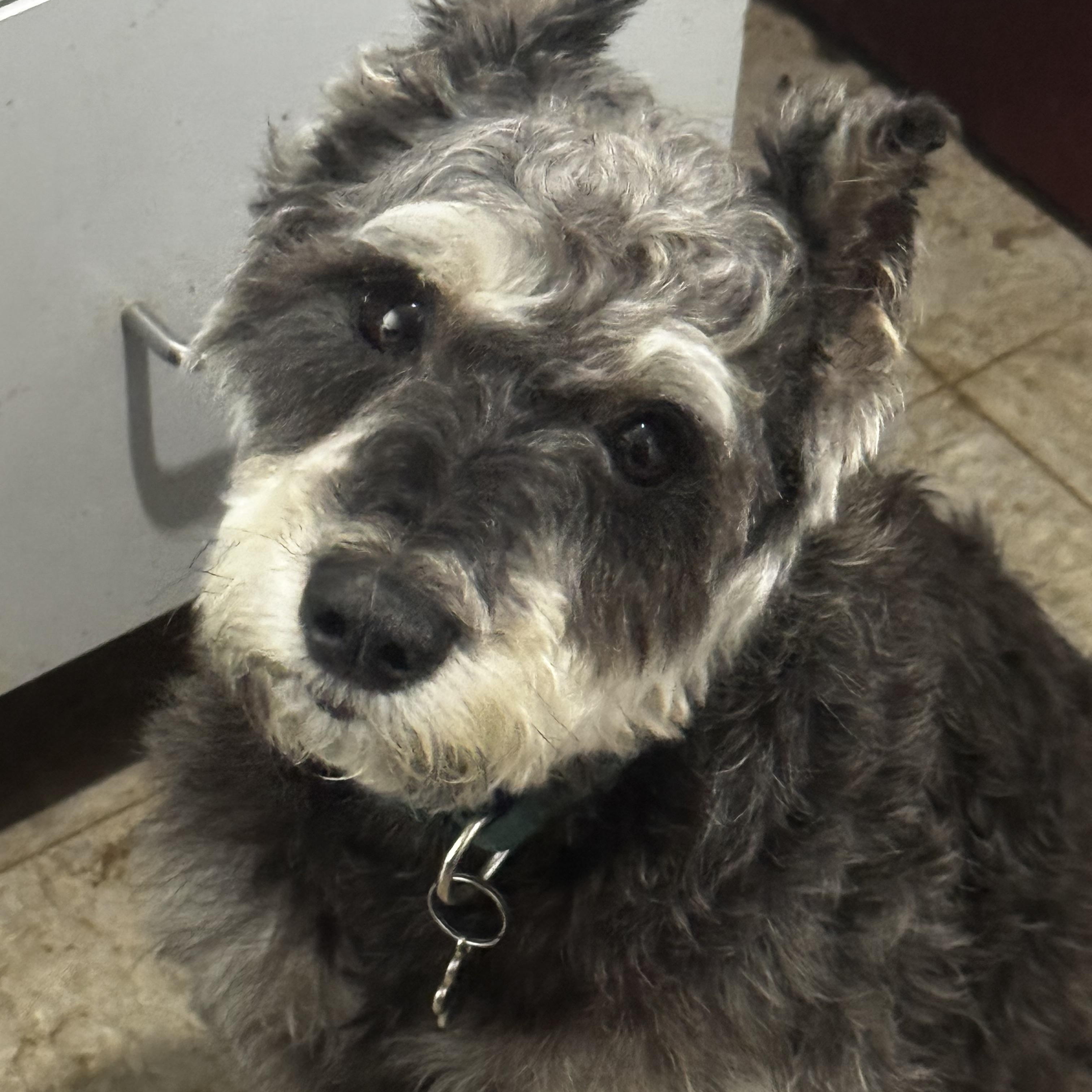 Gus, adopted, Adult Male Miniature Schnauzer.