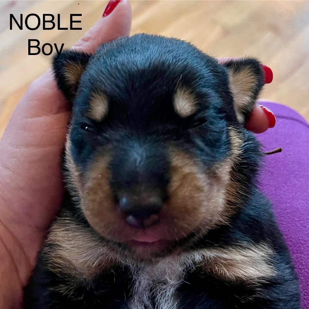 Enlarge Noble, a Adoptable mixed breed in Tacoma, WA image 1/1