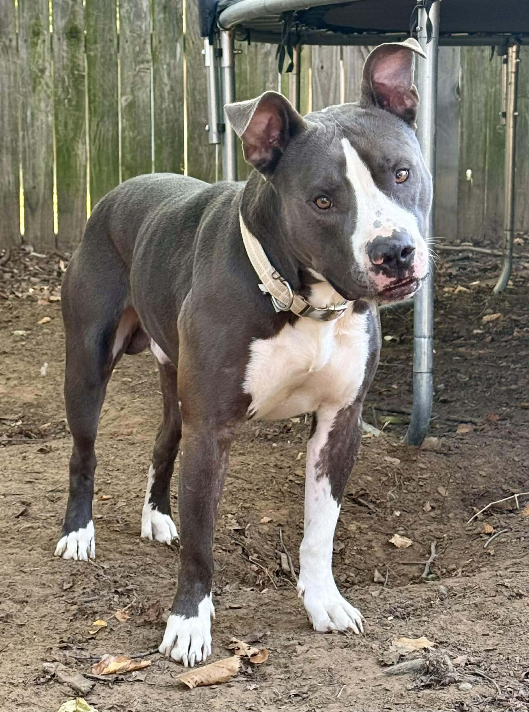 Frankie, a ADOPTABLE mixed breed in Fort Worth, TX image 4/5