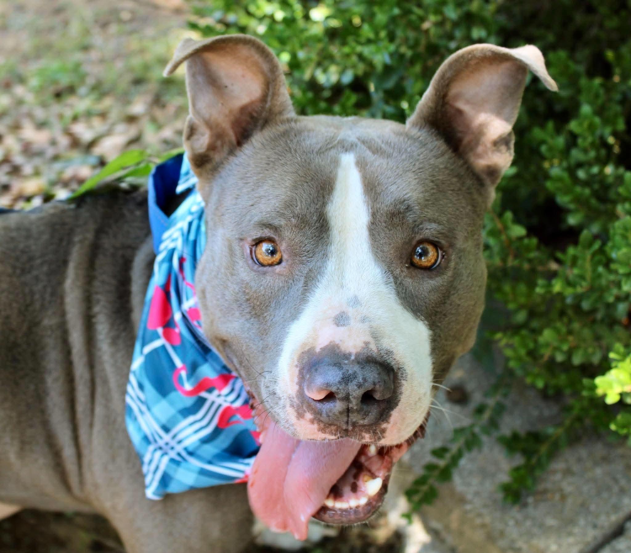 Enlarge Frankie, a ADOPTABLE mixed breed in Fort Worth, TX image 5/5