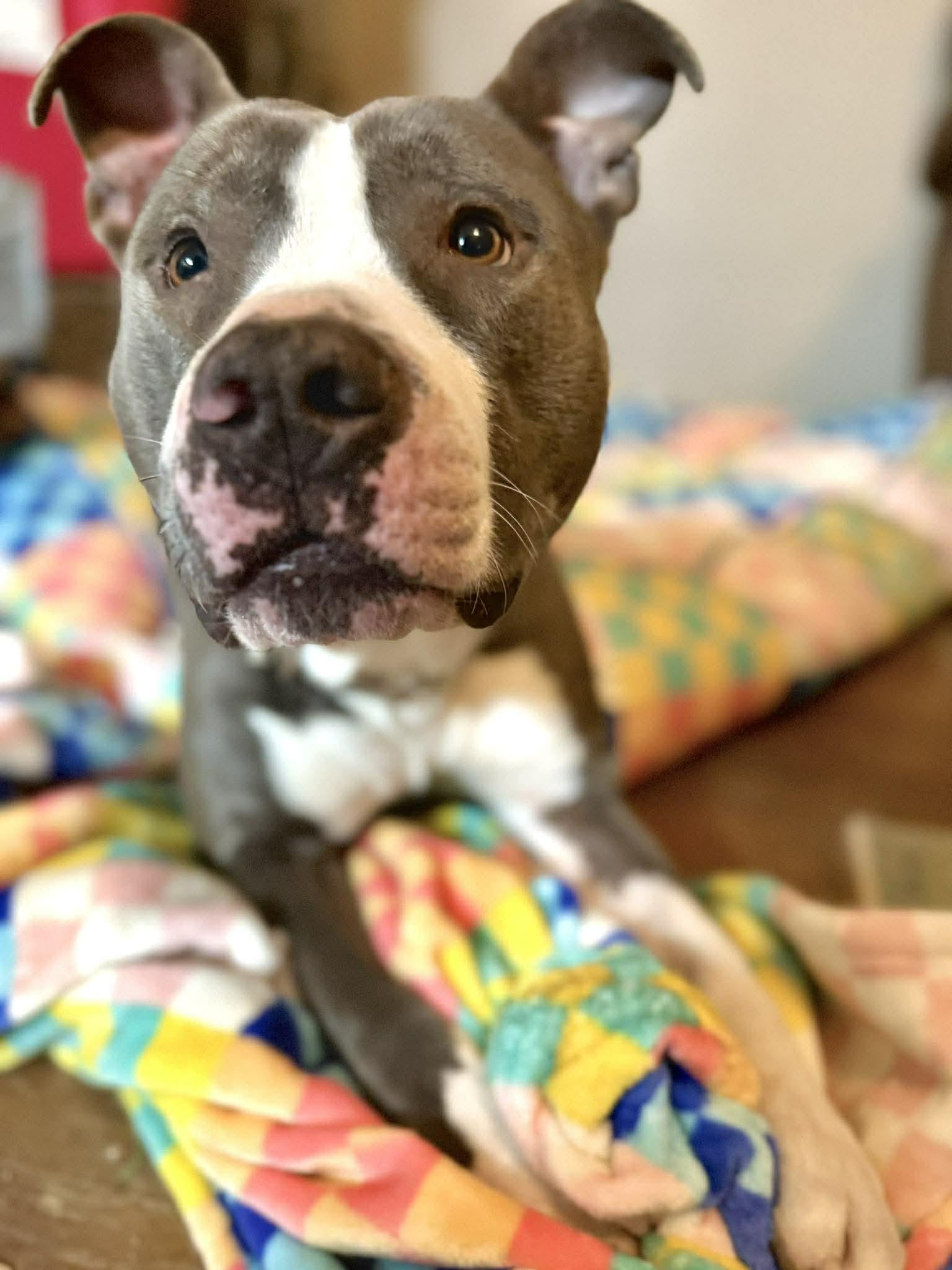 Frankie, ADOPTABLE, Adult Male Pit Bull Terrier & American Staffordshire Terrier.