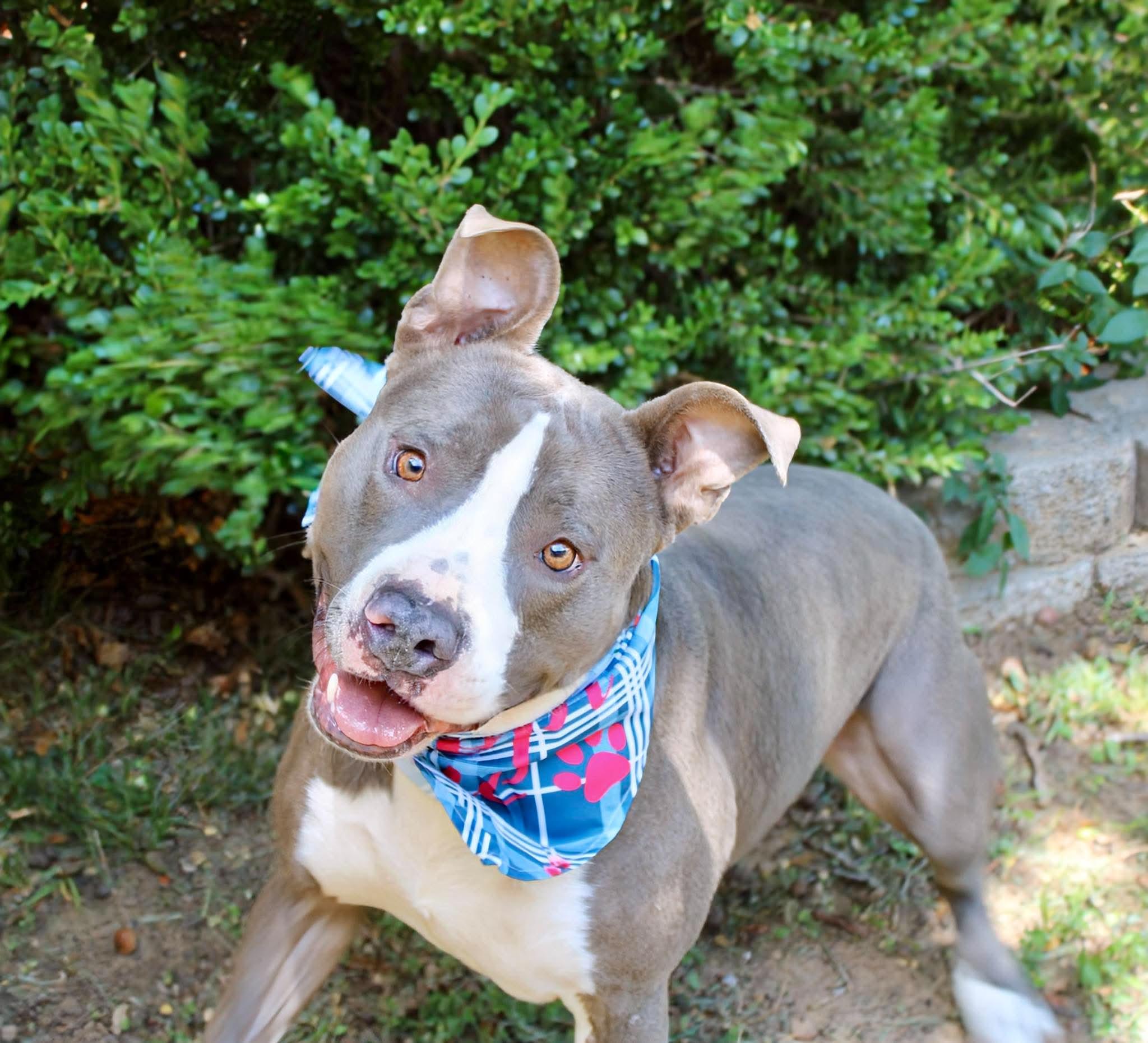 Frankie, ADOPTABLE, Adult Male Pit Bull Terrier & American Staffordshire Terrier.
