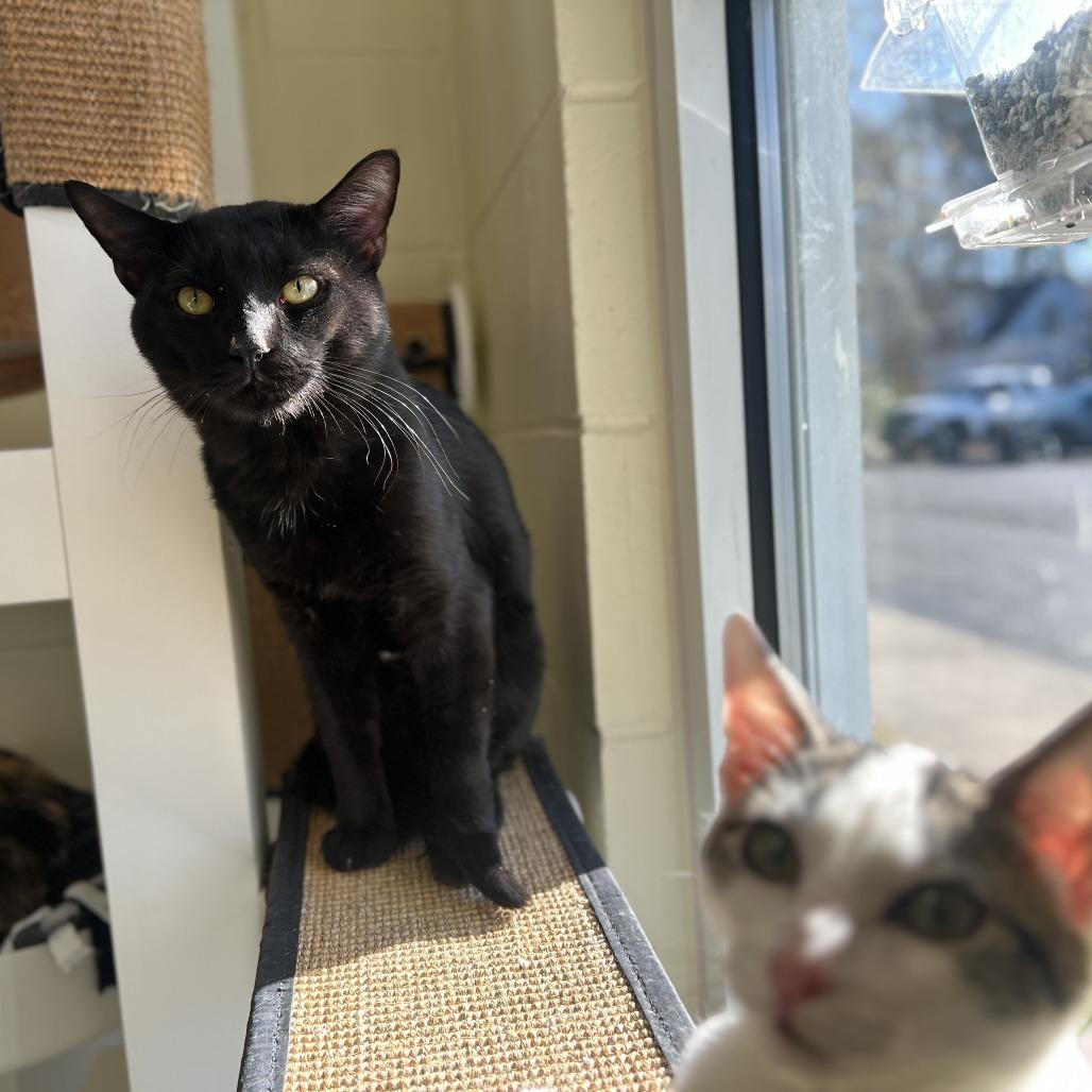 Charles, Adoptable, Adult Male Domestic Short Hair.