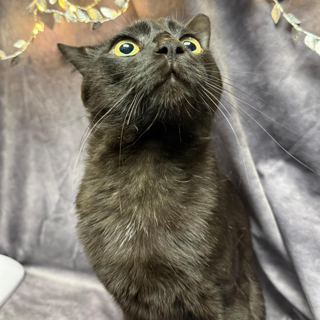 Enlarge Charles, a Adoptable Domestic Short Hair in Chesapeake, VA image 3/4