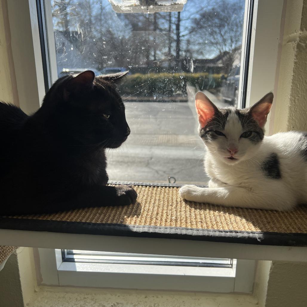 Enlarge Charles, a Adoptable Domestic Short Hair in Chesapeake, VA image 4/4