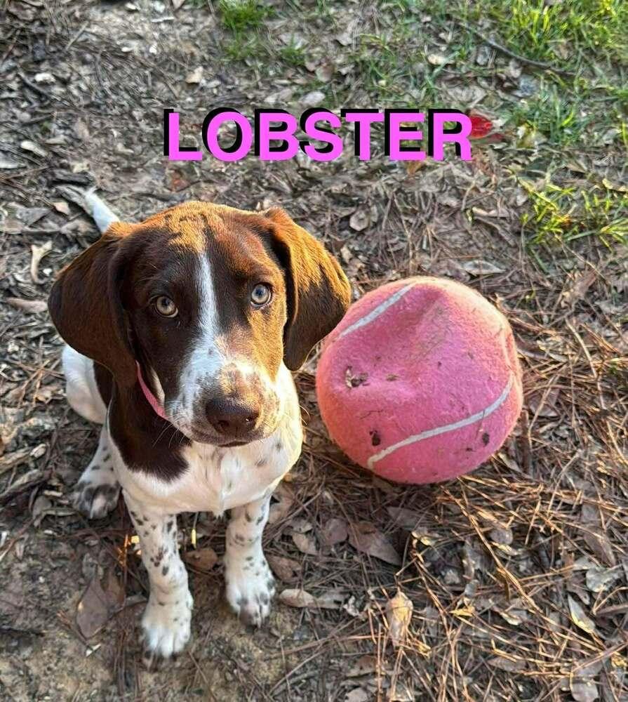 Lobster