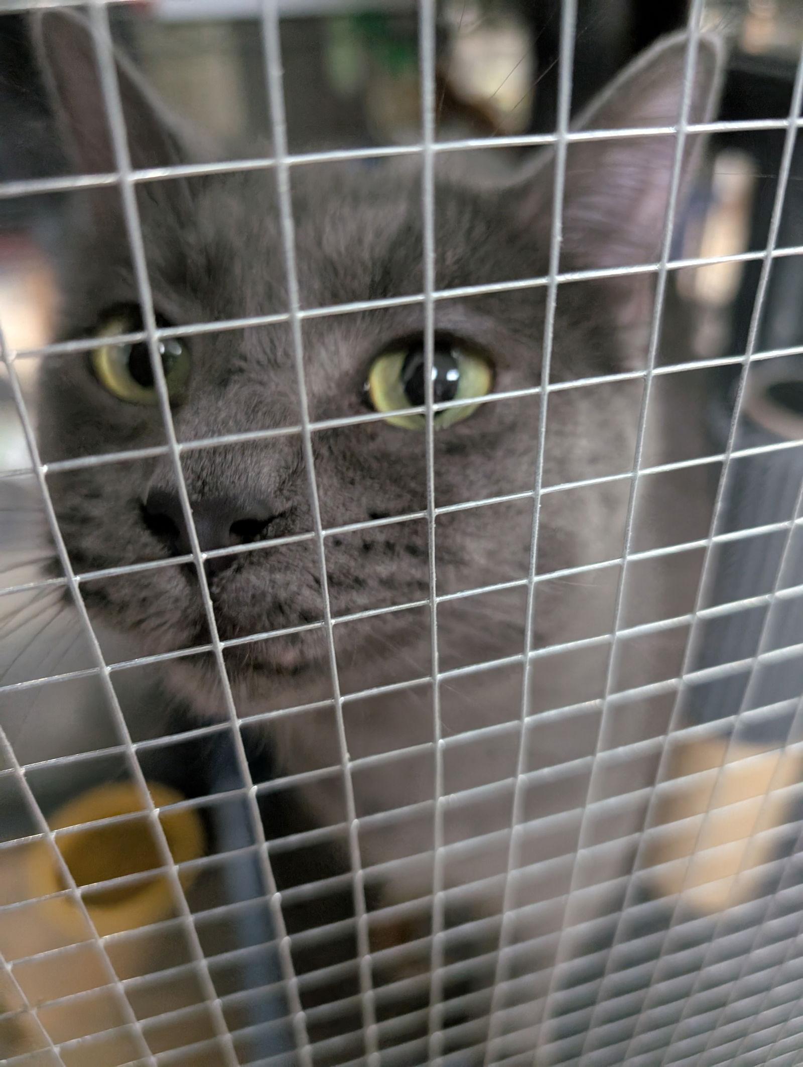 Ironman, Adoptable, Adult Male Domestic Short Hair.