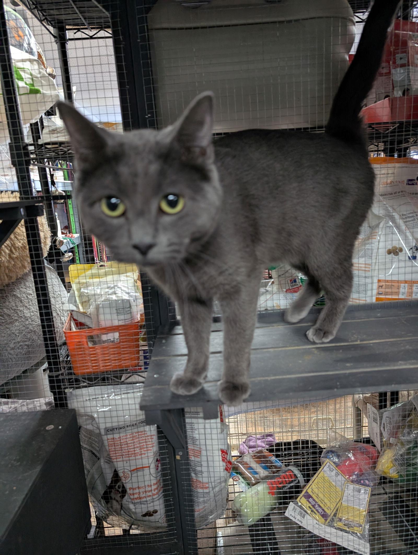 Ironman, a Adoptable Domestic Short Hair in St. Ann, MO image 2/2