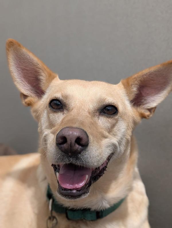 Bingo, a Adoptable mixed breed in Littleton, CO image 1/3