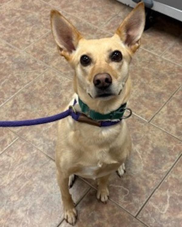 Bingo, a Adoptable mixed breed in Littleton, CO image 2/3