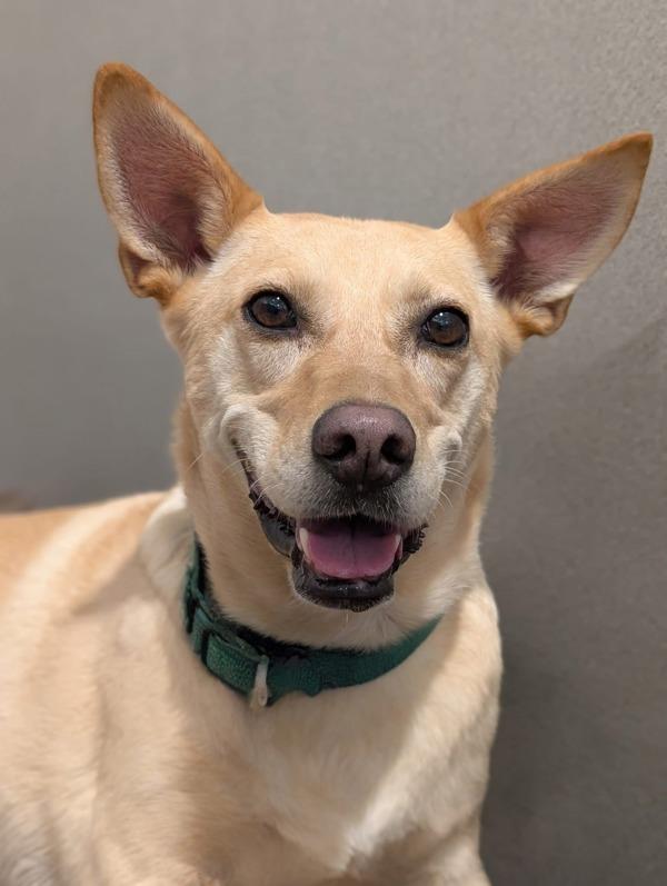 Bingo, a Adoptable mixed breed in Littleton, CO image 3/3