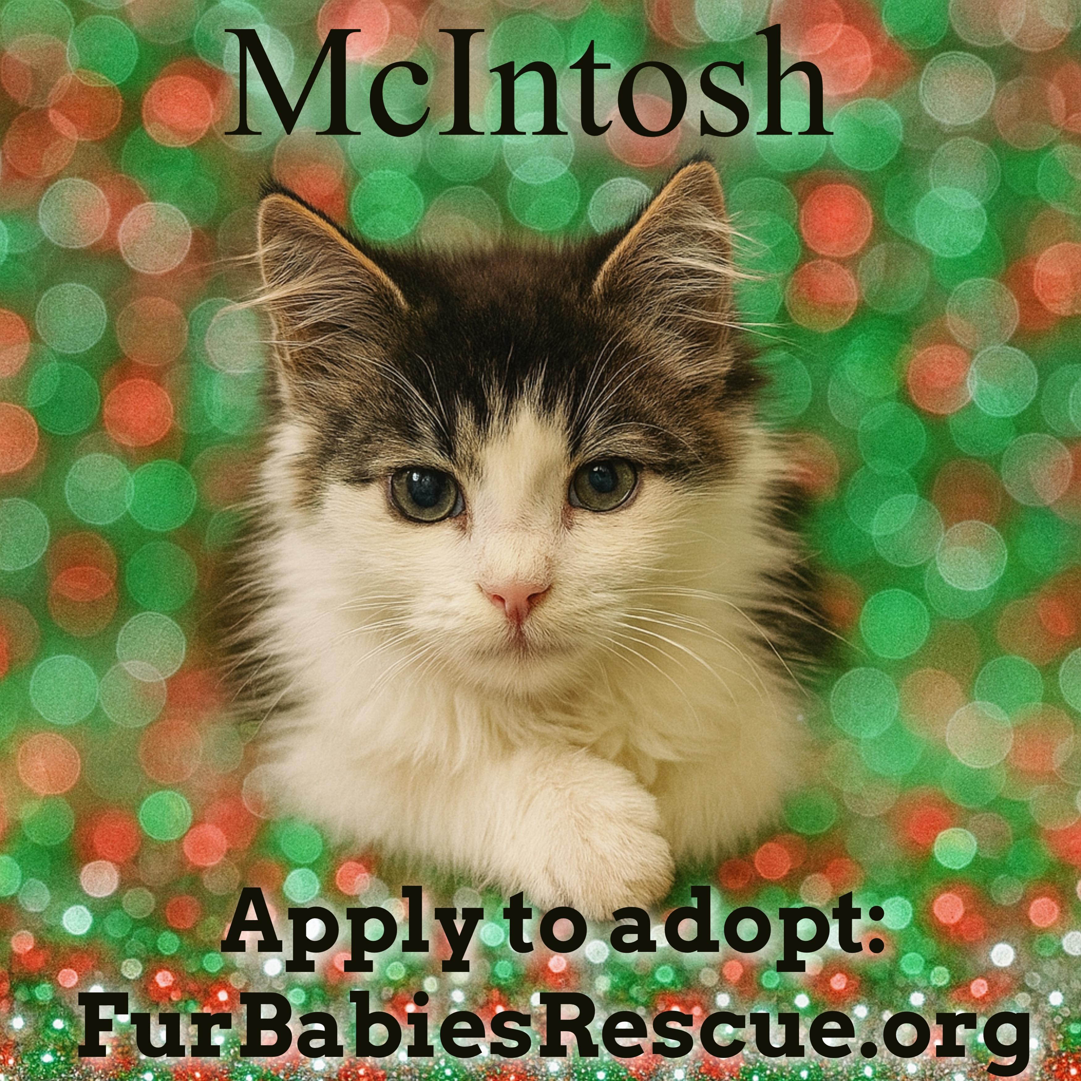 McIntosh, a Adoptable mixed breed in Hickory, NC image 2/2