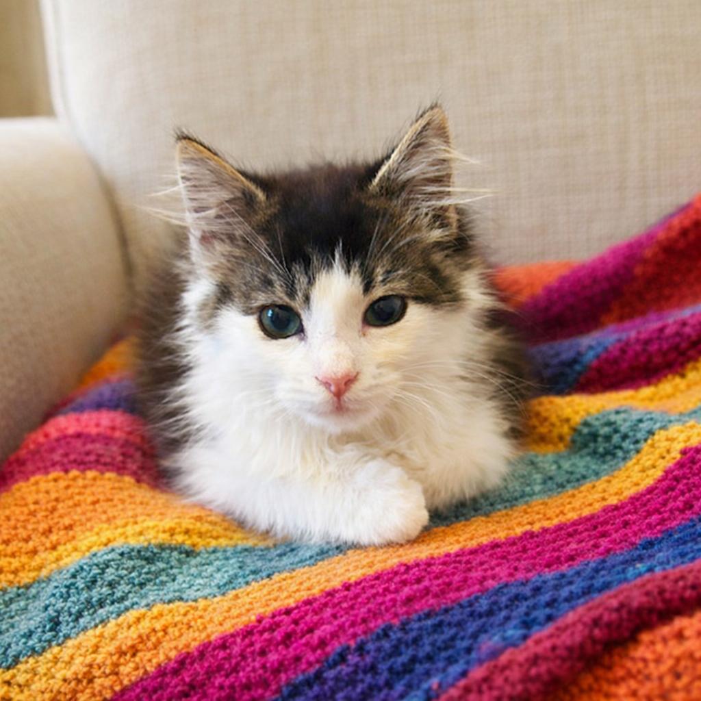 McIntosh, Adoptable, Kitten Male Domestic Short Hair.