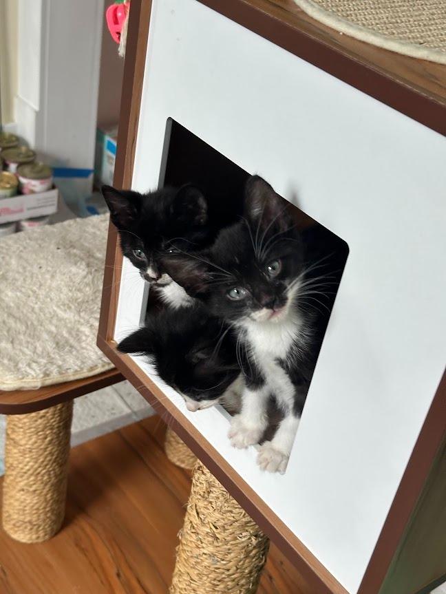 Felix (and Mittens), Adoptable, Kitten Male Domestic Short Hair.