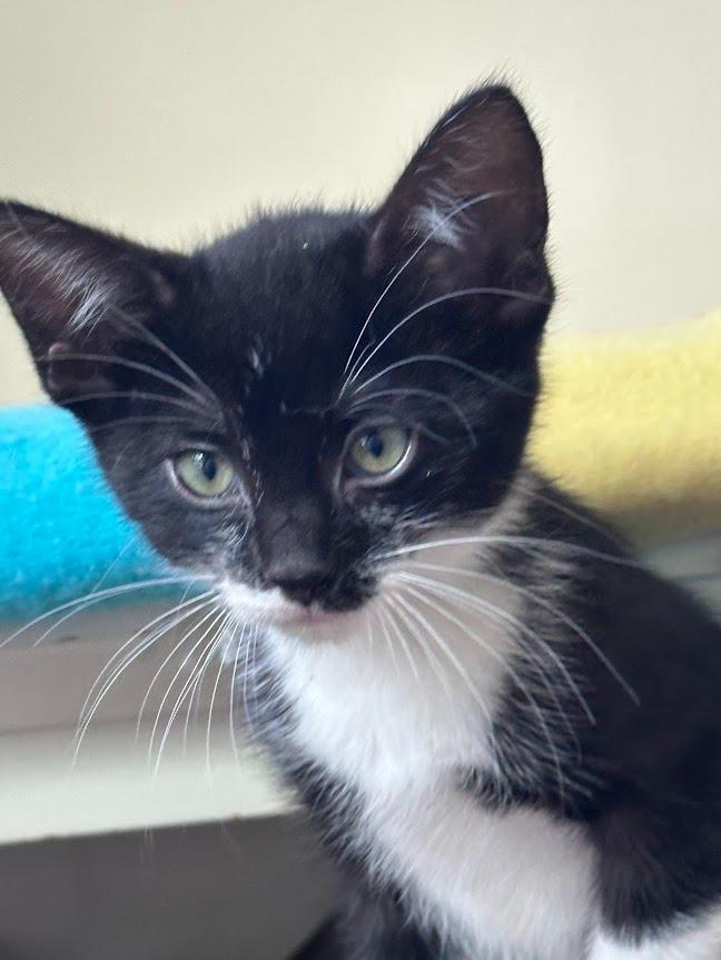 Enlarge Felix (and Mittens), a Adoptable mixed breed in Shoreline, WA image 2/6