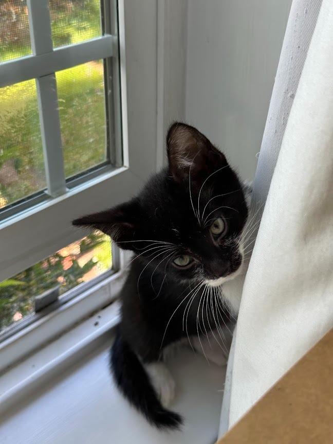 Enlarge Felix (and Mittens), a Adoptable mixed breed in Shoreline, WA image 5/6