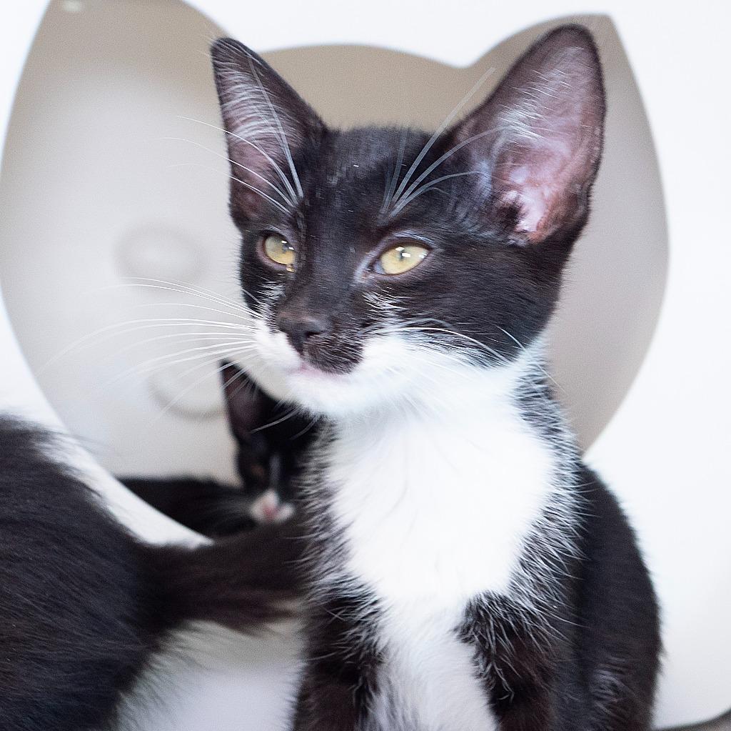Enlarge Felix (and Mittens), a Adoptable mixed breed in Shoreline, WA image 6/6