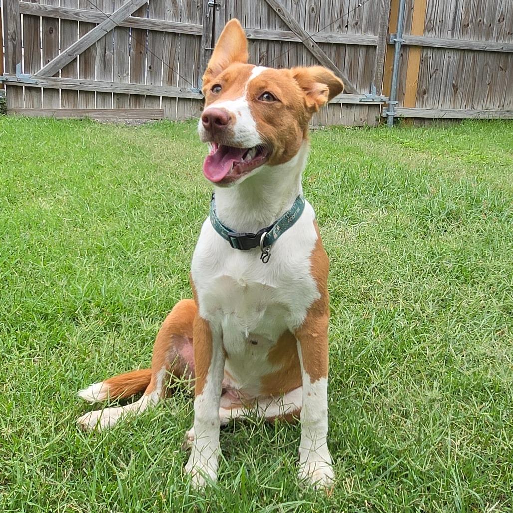 Ixa, Adoptable, Young Female American Foxhound & Australian Kelpie.