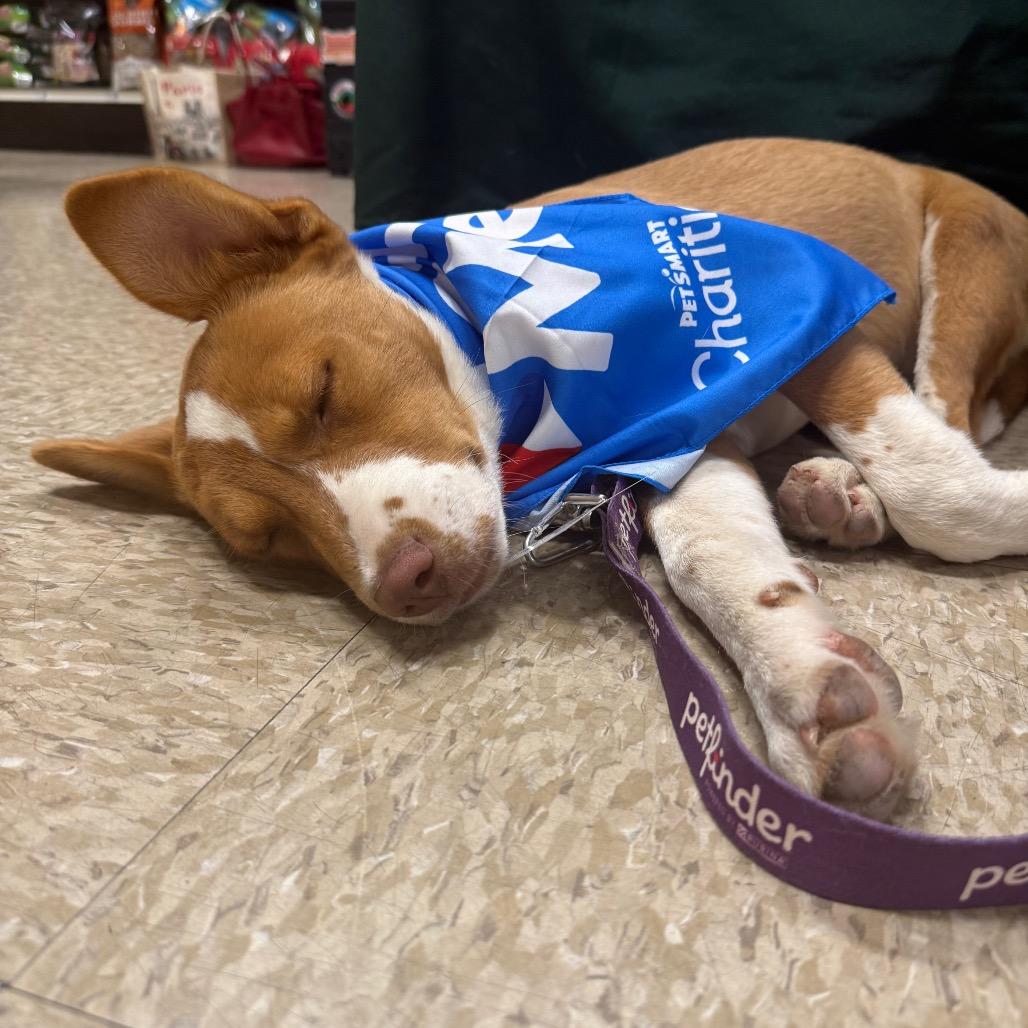 Enlarge Ixa, a Adoptable mixed breed in San Antonio, TX image 2/6