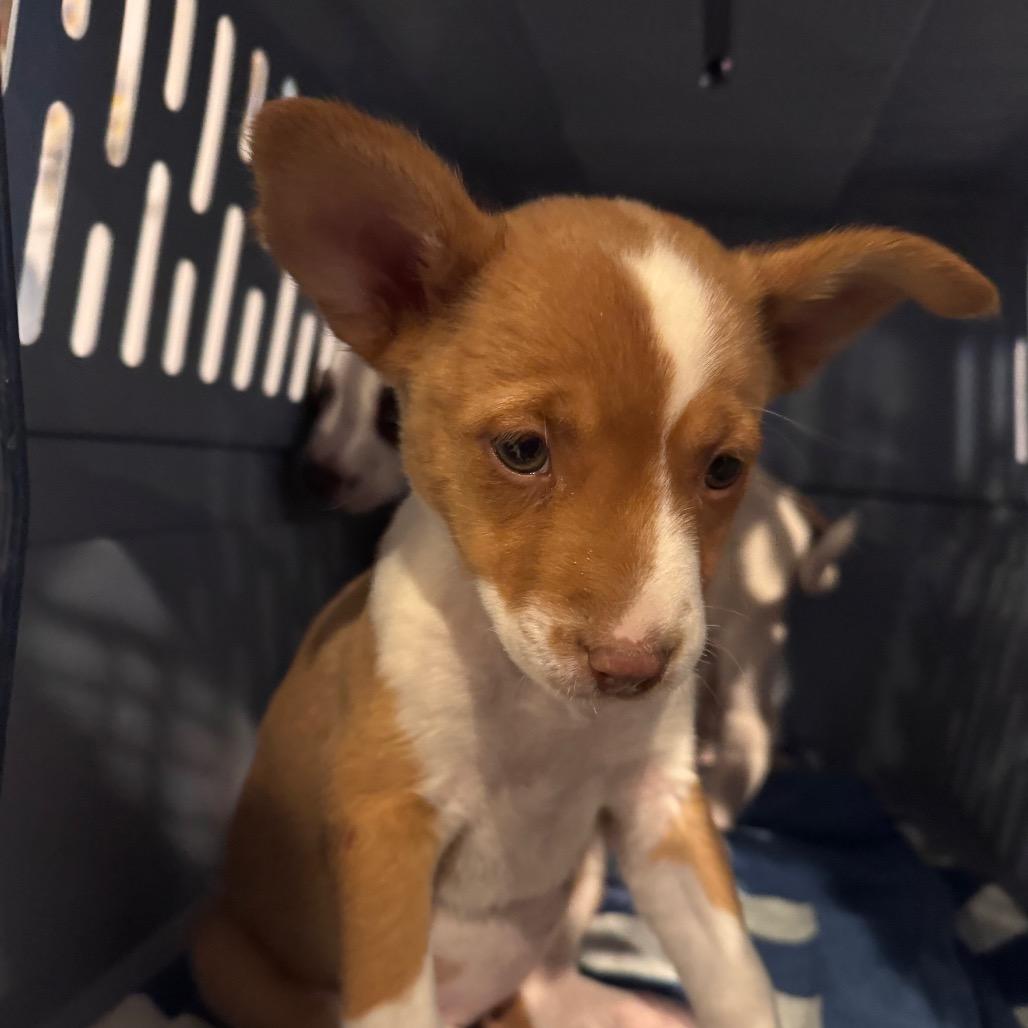 Ixa, Adoptable, Puppy Female Foxhound & Australian Kelpie.