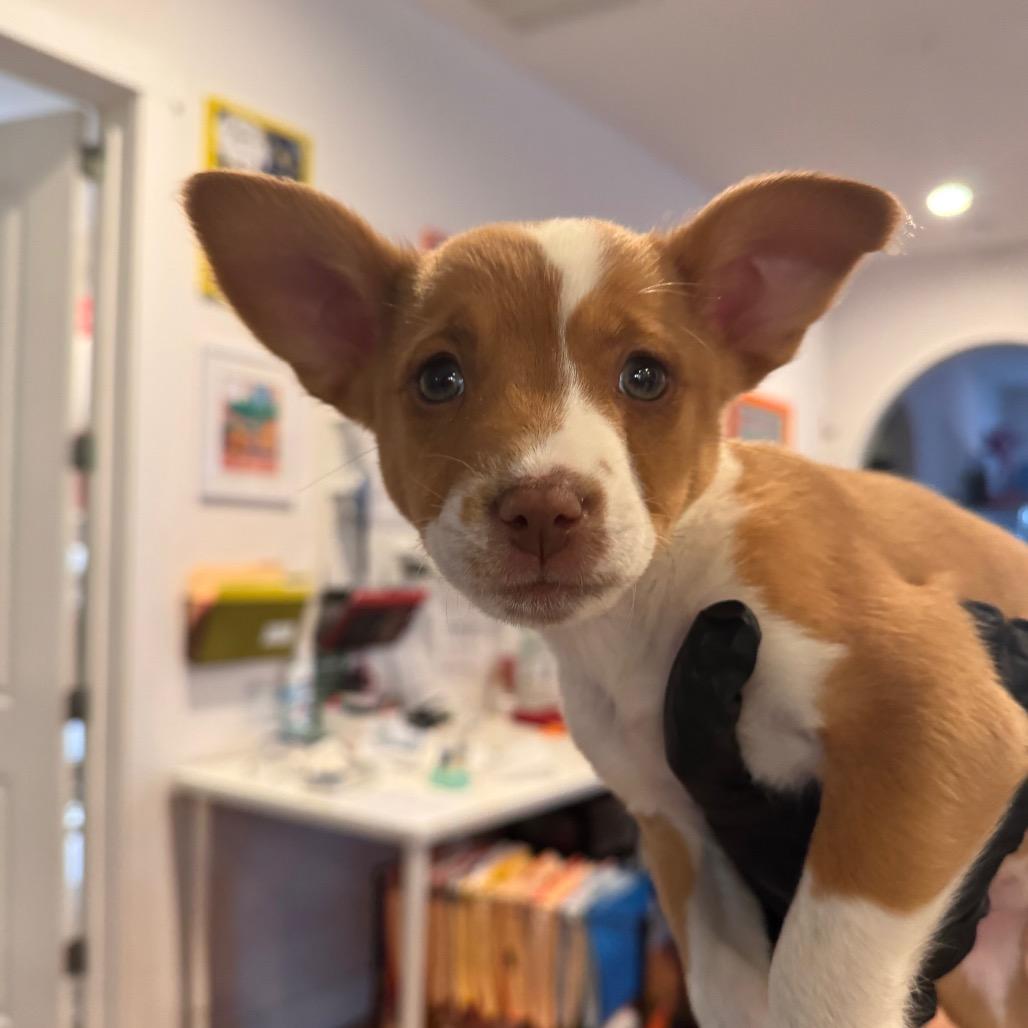 Enlarge Ixa, a Adoptable mixed breed in San Antonio, TX image 2/6