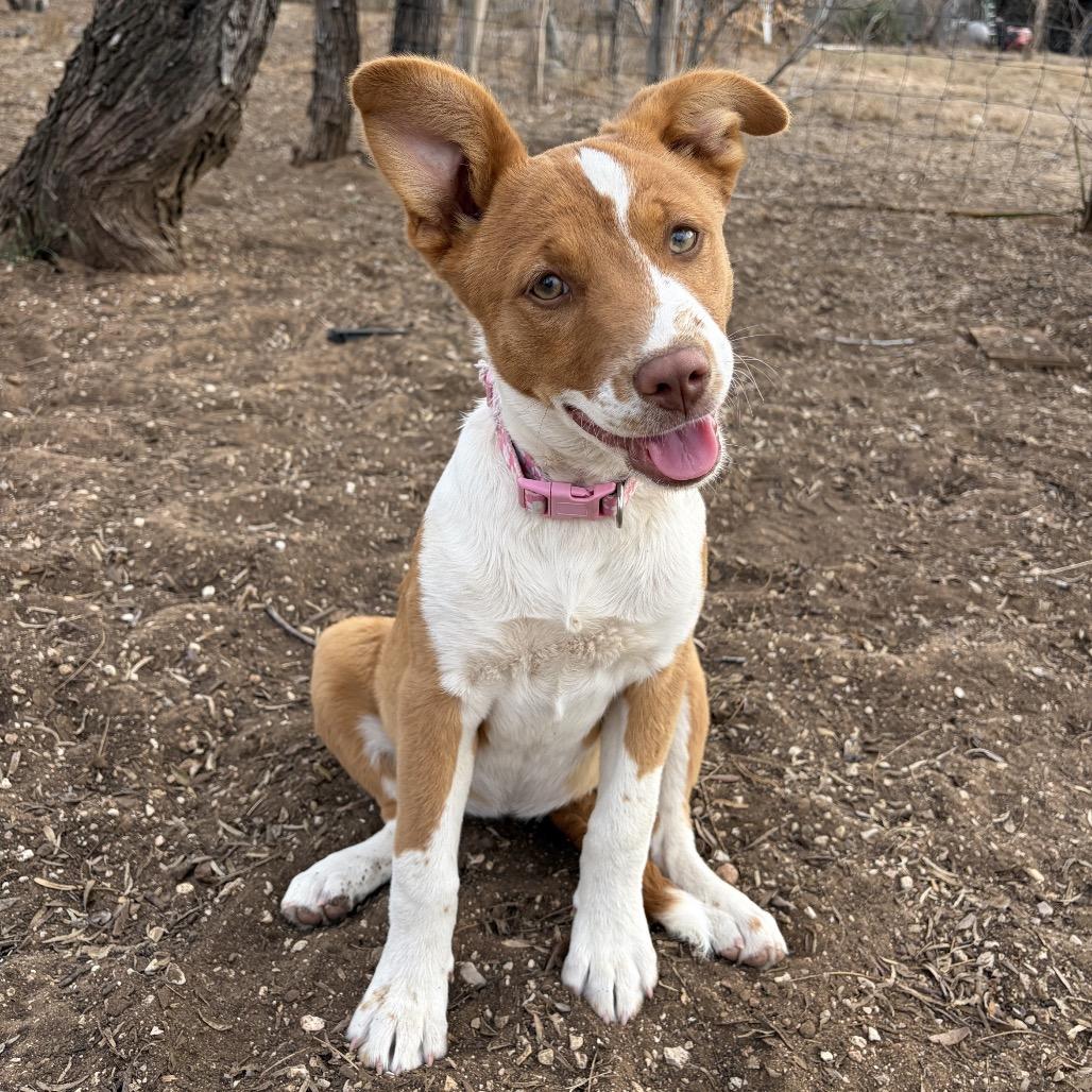 Enlarge Ixa, a Adoptable mixed breed in San Antonio, TX image 3/6