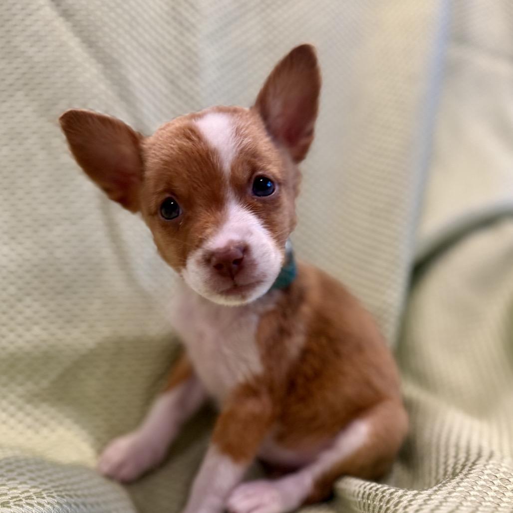 Enlarge Ixa, a Adoptable mixed breed in San Antonio, TX image 3/6