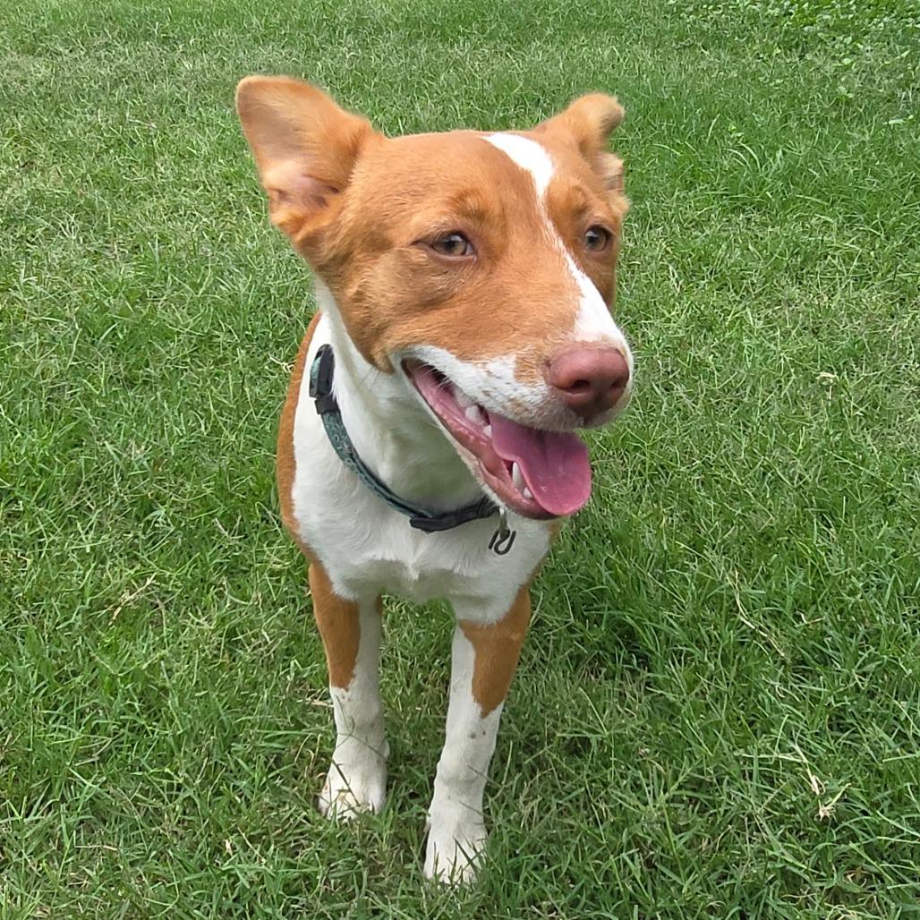 Enlarge Ixa, a Adoptable mixed breed in San Antonio, TX image 4/6