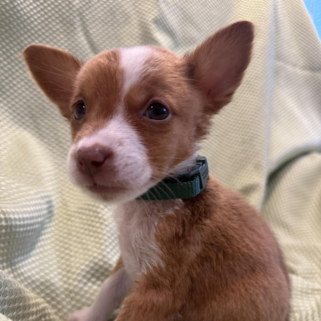 Enlarge Ixa, a Adoptable mixed breed in San Antonio, TX image 4/6